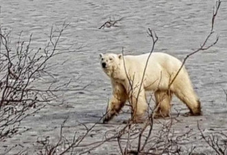 北极熊从数百里外跑到俄罗斯城市 原因令人心酸