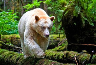 罕见！加拿大国宝级白色黑熊崽 比熊猫还珍贵