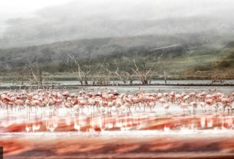 肯尼亚数千只火烈鸟聚集觅食 景美如画