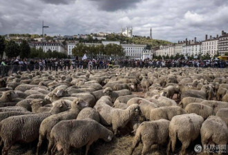 法国农民带羊群占领街头抗议“狼计划”