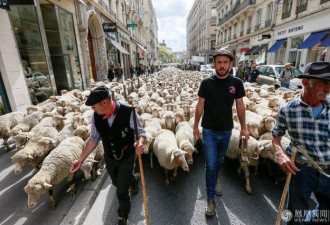 法国农民带羊群占领街头抗议“狼计划”