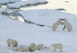 俄村庄遭20只北极熊包围 数百只海象被吓得跳崖