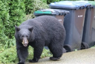 BC省今年春天进入居民区的熊数量大增