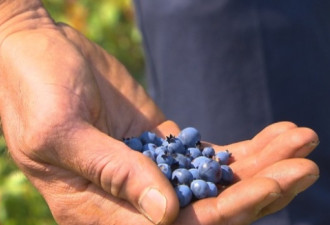 魁省蓝莓每磅2毛钱：超市到底赚多少？
