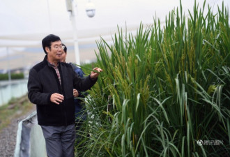 中科院创制新品种“巨型稻” 与姚明差不多高