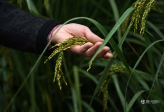 中科院创制新品种“巨型稻” 与姚明差不多高