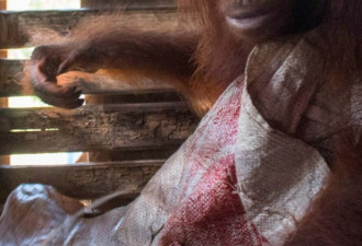 印尼3岁红毛猩猩被囚木箱 无奈表情令人心酸