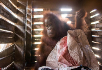 印尼3岁红毛猩猩被囚木箱 无奈表情令人心酸