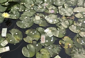 西湖景区睡莲被游客撒满钱币 一夜之间消失