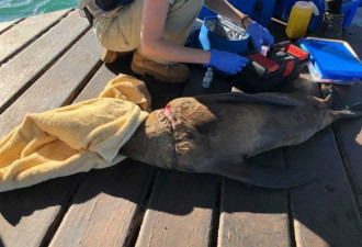 墨尔本海滩海豹遭鱼线锁喉！皮肤被勒破