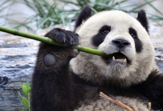秦岭野生动物园生病熊猫 目前身体正在恢复中