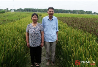 73岁老农民连续三年用水稻种出中国地图