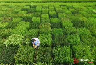 73岁老农民连续三年用水稻种出中国地图