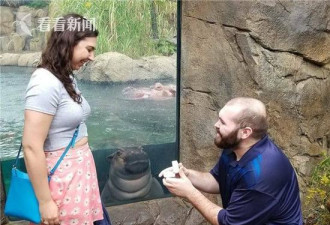 男子动物园求婚 网友一眼看出背景中的河马单身