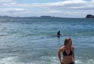 游客在海边游泳 忽然遇到虎鲸 纷纷逃回岸边