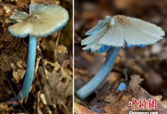 中外科研人员云南发现“蓝瘦香菇”家族新成员