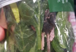 惊了！澳男在即食蔬菜里发现半只剥皮老鼠
