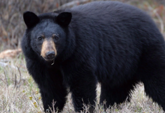 BC 省本拿比附近有两人遭一头黑熊袭击