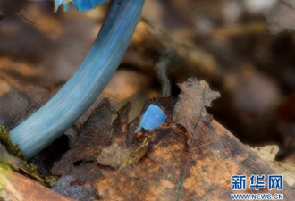 科学家在云南找到自然界网红:真正的&quot;蓝瘦香菇&quot;