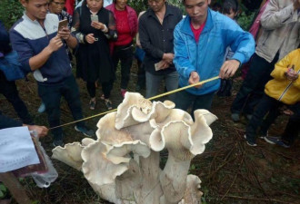 云南现巨型可食用蘑菇 高近1米 重100斤