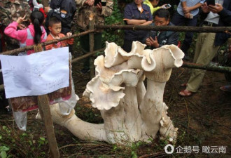 云南现巨型可食用蘑菇 高近1米 重100斤