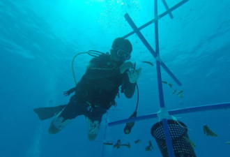 海底“植树造林” 中国科学家在南海种珊瑚