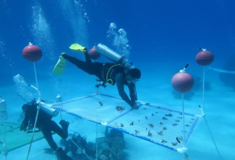 海底“植树造林” 中国科学家在南海种珊瑚