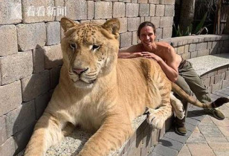美国2男子遛638斤巨猫吸睛 网友慨叹其身世太惨