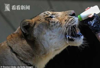 美国2男子遛638斤巨猫吸睛 网友慨叹其身世太惨