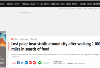 俄罗斯街头，北极熊过马路，全身瘦得都不成样