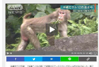 成精了！日本动物园的猴子拿钥匙开门集体逃跑
