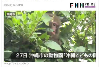 成精了！日本动物园的猴子拿钥匙开门集体逃跑