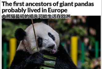欧洲发现千万年前大熊猫化石 起源地之谜再起