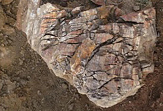 中国科学家发现3.7亿年植物化石 揭远古秘密