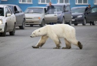 北极熊离家出走雪橇犬划水，全球变暖危害加剧