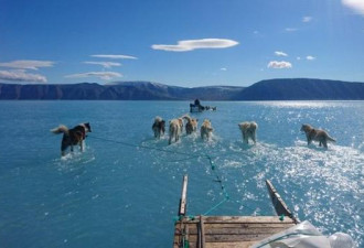 北极熊离家出走雪橇犬划水，全球变暖危害加剧