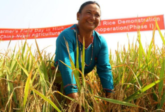 种植中国杂交水稻 尼泊尔农民收入翻了2倍