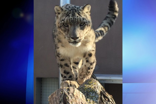 “Kota toronto zoo”的图片搜索结果