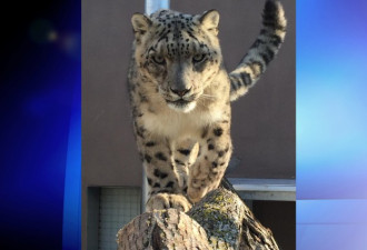 多伦多动物园为14岁明星雪豹接受安乐死