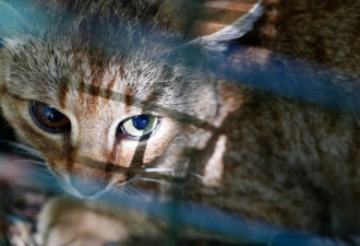 法国发现一种新物种 传说中的生物“狐猫”现身