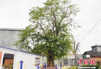 湖南发现一株宋朝时期珍稀青檀树 树龄近千岁