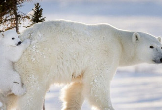 一张加拿大北极熊皮在中国卖两万加元