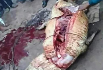 印尼村民遭鳄鱼活活咬死分尸，肚中四肢未消化