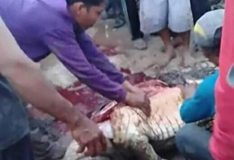 印尼村民遭鳄鱼活活咬死分尸，肚中四肢未消化