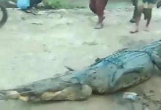 印尼村民遭鳄鱼活活咬死分尸，肚中四肢未消化