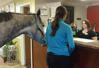 太可爱了！加拿大女子带马一同住旅馆