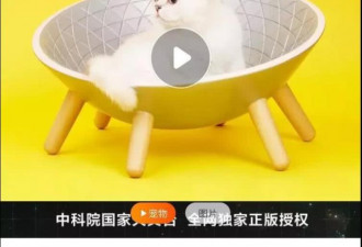 中科院天文台跨界卖猫窝" 一键吸猫"功能引热议