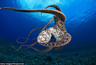 逃生高手和伪装大师：章鱼是海洋生物的天才