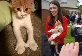 世界政坛新宠：新西兰迎来“第一猫”