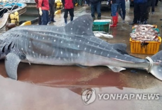 韩国渔船捡到鲸鲨 海警:它还活着 赶紧放生!